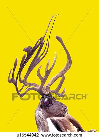 Reindeer With Big Horns Being Worried, High Angle View, CG View Large Illustration Drawing - Reindeer With Big Horns Being Worried, High Angle View, CG. Fotosearch
