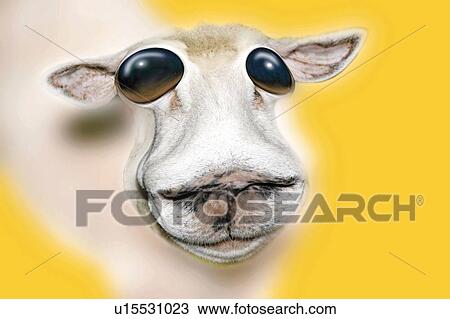 Drawing - Sheep with Big Eyes, Front View, CG. Fotosearch