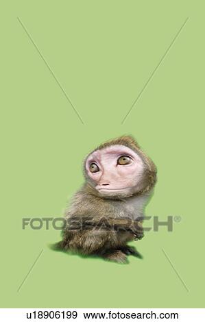 Stock Illustration - Shy Monkey, Side View, Copy Space, CG. Fotosearch
