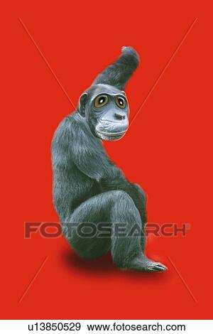 Sitting Chimpanzee, Side View, CG View Large Illustration Stock Illustration - Sitting Chimpanzee, Side View, CG. Fotosearch
