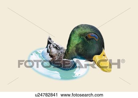 Clip Art - Sleeping Duck, High Angle View, CG. Fotosearch