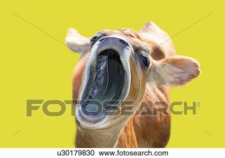 Sleepy Cow, Front View, CG View Large Illustration Clipart - Sleepy Cow, Front View, CG. Fotosearch