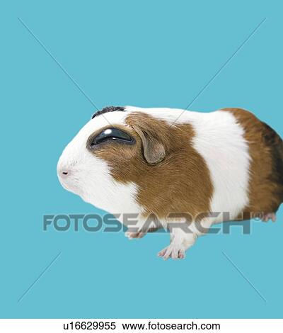 Sleepy Hamster, Side View, CG View Large Illustration Stock Illustration - Sleepy Hamster, Side View, CG. Fotosearch