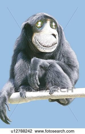 Drawing - Sloth on a Branch, Front View, CG. Fotosearch