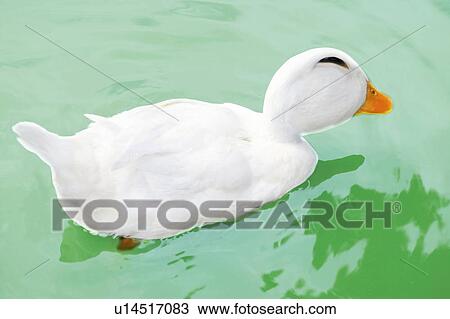 Smiling Duck, High Angle View, CG View Large Illustration Drawing - Smiling Duck, High Angle View, CG. Fotosearch