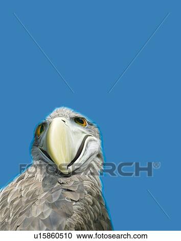 Smiling Eagle, Front View, CG, Copy Space View Large Illustration Clipart - Smiling Eagle, Front View, CG, Copy Space. Fotosearch
