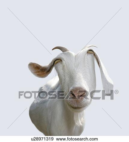 Stock Illustration - Smiling Goat, Front View, CG. Fotosearch