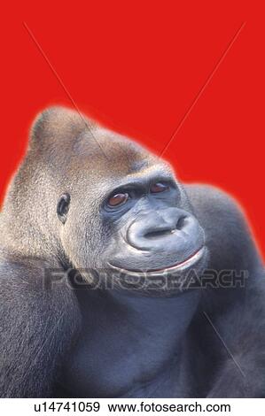 Download Smiling Gorilla High Angle View Cg Stock Illustration U14741059 Fotosearch PSD Mockup Templates