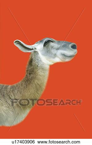 Smiling Llama, Side View, CG View Large Illustration Stock Illustration - Smiling Llama, Side View, CG. Fotosearch