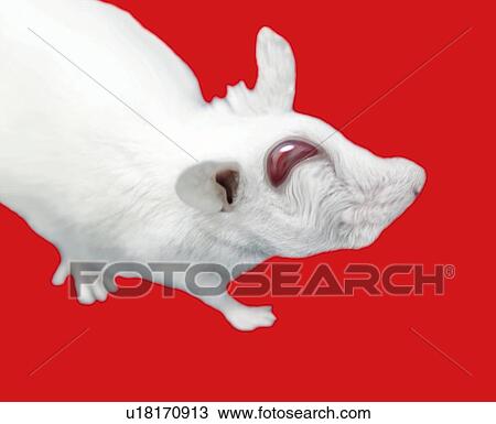 Drawing - Smiling Mouse, High Angle View, CG. Fotosearch