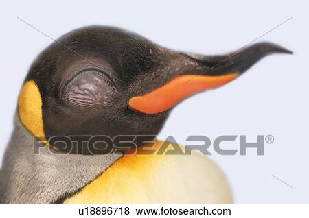 Stock Illustration - Smiling Penguin, Side View, Close Up, CG. Fotosearch