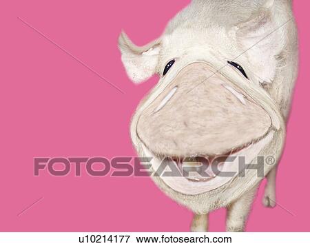 Stock Illustration - Smiling Pig, High Angle View, Copy Space, CG. Fotosearch