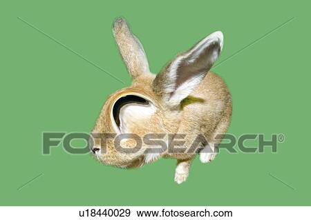 Stock Illustration - Smiling Rabbit, Front View, CG. Fotosearch