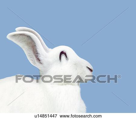 Smiling Rabbit, Side View, CG View Large Illustration Stock Illustration - Smiling Rabbit, Side View, CG. Fotosearch