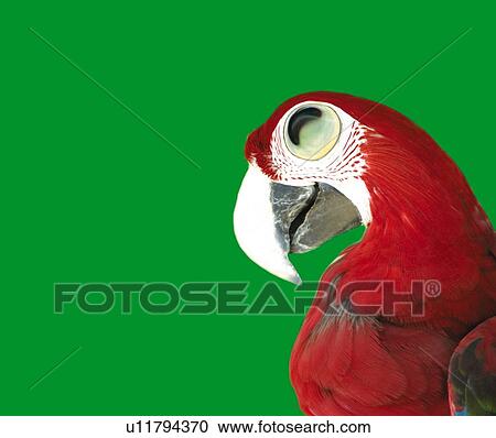Smiling Red-and-green Macaw, Side View, Copy Space, CG View Large Illustration Clipart - Smiling Red-and-green Macaw, Side View, Copy Space, CG. Fotosearch