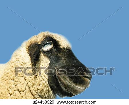 Smiling Sheep, Side View, Copy Space, CG View Large Illustration Stock Illustration - Smiling Sheep, Side View, Copy Space, CG. Fotosearch