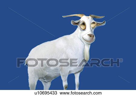 Drawing - Standing Goat, Side View, CG. Fotosearch