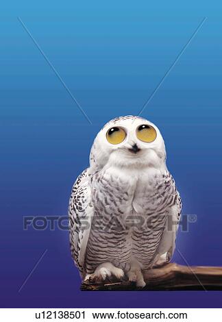 Thinking Owl, Front View, CG, Copy Space View Large Illustration Clip Art - Thinking Owl, Front View, CG, Copy Space. Fotosearch