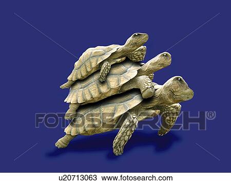Drawing - Three Generations Turtle, Side View, CG. Fotosearch