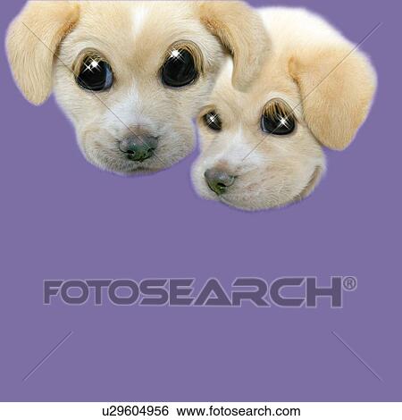Stock Illustration - Two Dogs with Sparkling Eyes, Front View, CG, Side View, Copy Space. Fotosearch
