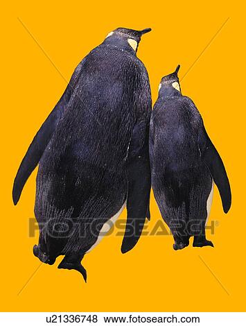 Two Penguins, Rear View, CG View Large Illustration Stock Illustration - Two Penguins, Rear View, CG. Fotosearch