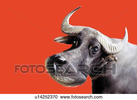 Wise Cow, Rear View, CG View Large Illustration Clipart - Wise Cow, Rear View, CG. Fotosearch