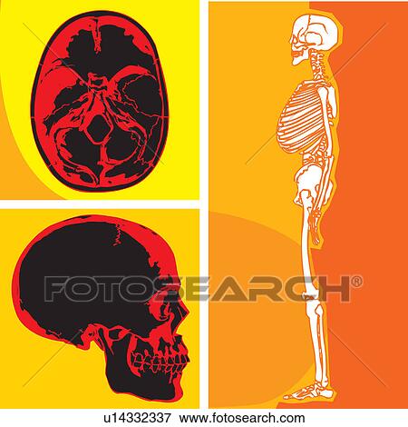 Stock Illustration - Human skeleton with skull and cerebellum. Fotosearch