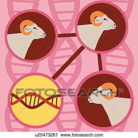Closeup of sheep with dna View Large Illustration Clip Art - Closeup of sheep with dna. Fotosearch
