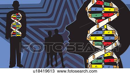 Mapping of genetic bond in human body View Large Illustration Drawing - Mapping of genetic bond in human body. Fotosearch