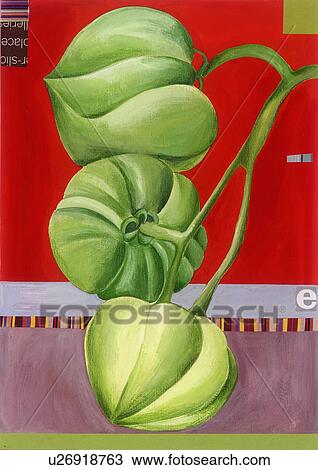Drawing - Three green tomatoes on a vine. Fotosearch