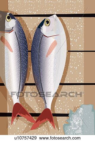 ２ 新鮮な魚 中に A 木枠 イラスト U Fotosearch