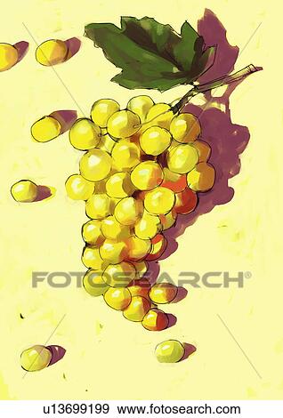 Stock Illustration - A bunch of grapes. Fotosearch