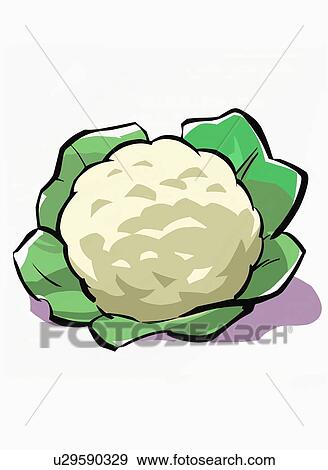 Stock Illustration - A head of cauliflower. Fotosearch