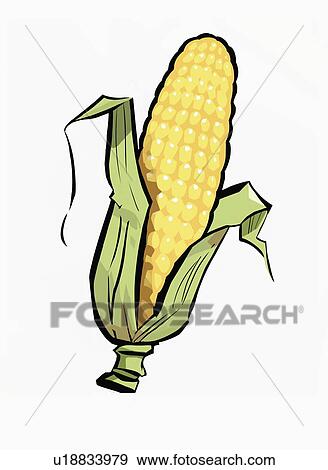 A peeled piece of corn on the cob View Large Illustration Stock Illustration - A peeled piece of corn on the cob. Fotosearch