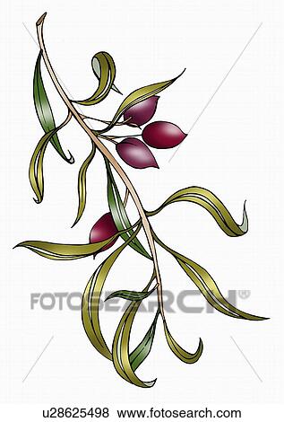 Stock Illustration - Branch of olives. Fotosearch