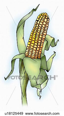 Stock Illustration - Fresh corn on the cob. Fotosearch