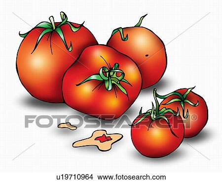 Stock Illustration - Fresh tomatoes. Fotosearch