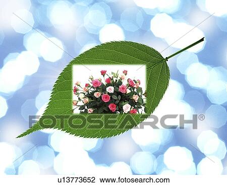 Drawing - Collage of a leaf with roses. Fotosearch