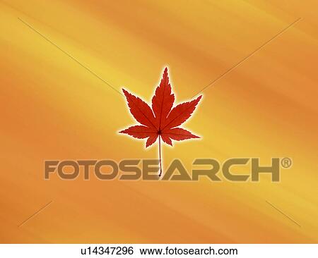 View of a maple leaf View Large Illustration Stock Illustration - View of a maple leaf. Fotosearch