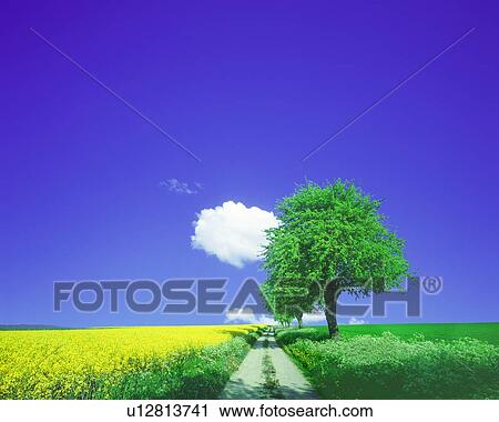 Clip Art - View of field and tree. Fotosearch