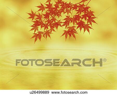 View of leaves above water (digital composite) View Large Illustration Stock Illustration - View of leaves above water (digital composite). Fotosearch