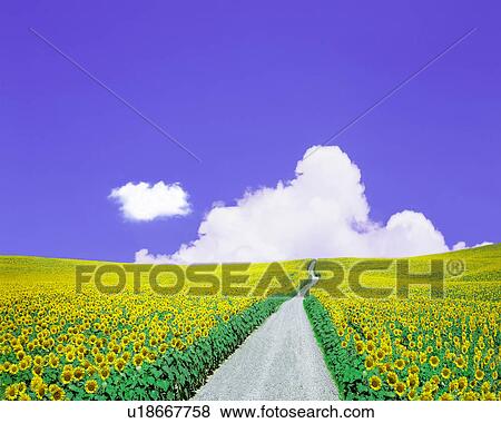 Stock Illustration - View of pathway amid sunflowers meadow. Fotosearch