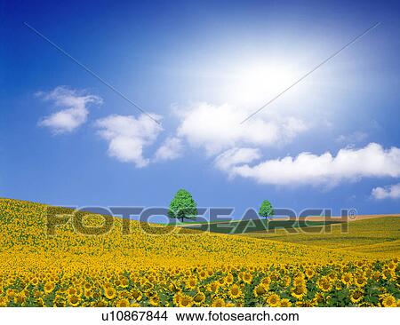 Stock Illustration - View of sunflower field. Fotosearch