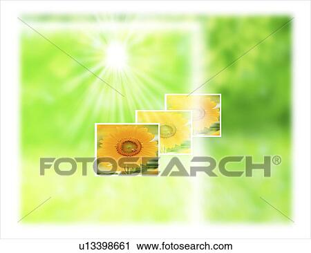 Clip Art - View of sunflowers. Fotosearch