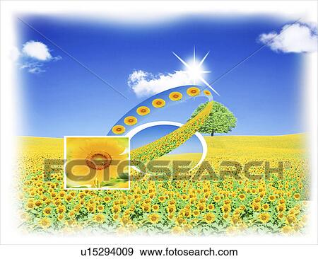 View of sunflowers under sky View Large Illustration Stock Illustration - View of sunflowers under sky. Fotosearch