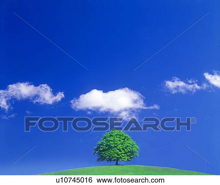 View of tree View Large Illustration Stock Illustration - View of tree. Fotosearch