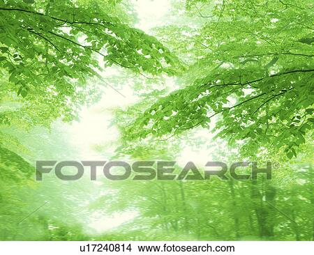 Branches with many leaves View Large Photo Image Picture - Branches with many leaves. Fotosearch