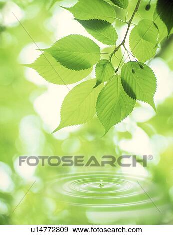 Stock Photo - Close-up of a droplet falling from leaves. Fotosearch