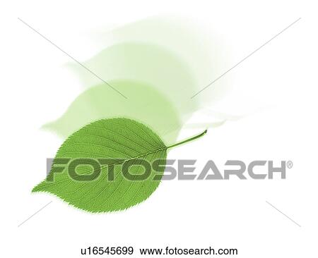 Stock Photo - Close-up of a green leaf (digital composite). Fotosearch
