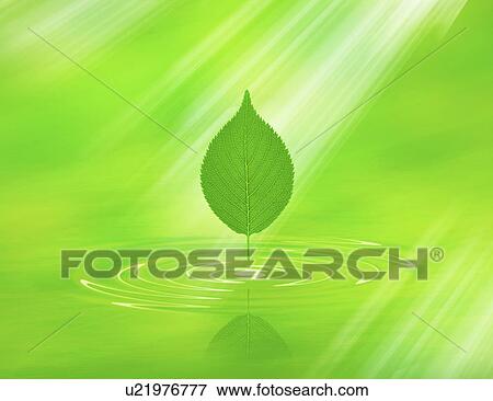 Close-up of a green leaf over water (digital composite) View Large Photo Image Stock Photo - Close-up of a green leaf over water (digital composite). Fotosearch